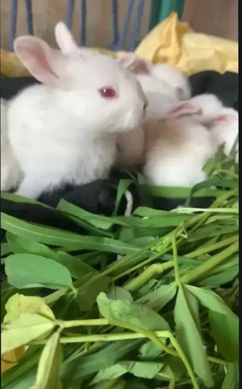 RABBITS RED BABY AVAILABLE