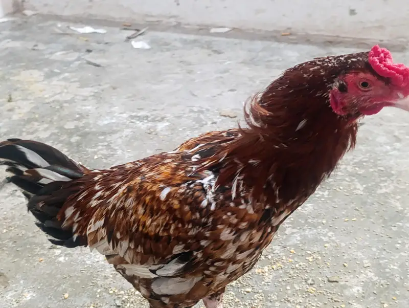 for sale