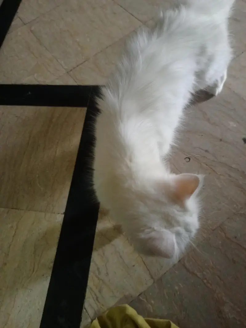 cat for sale — photo 2