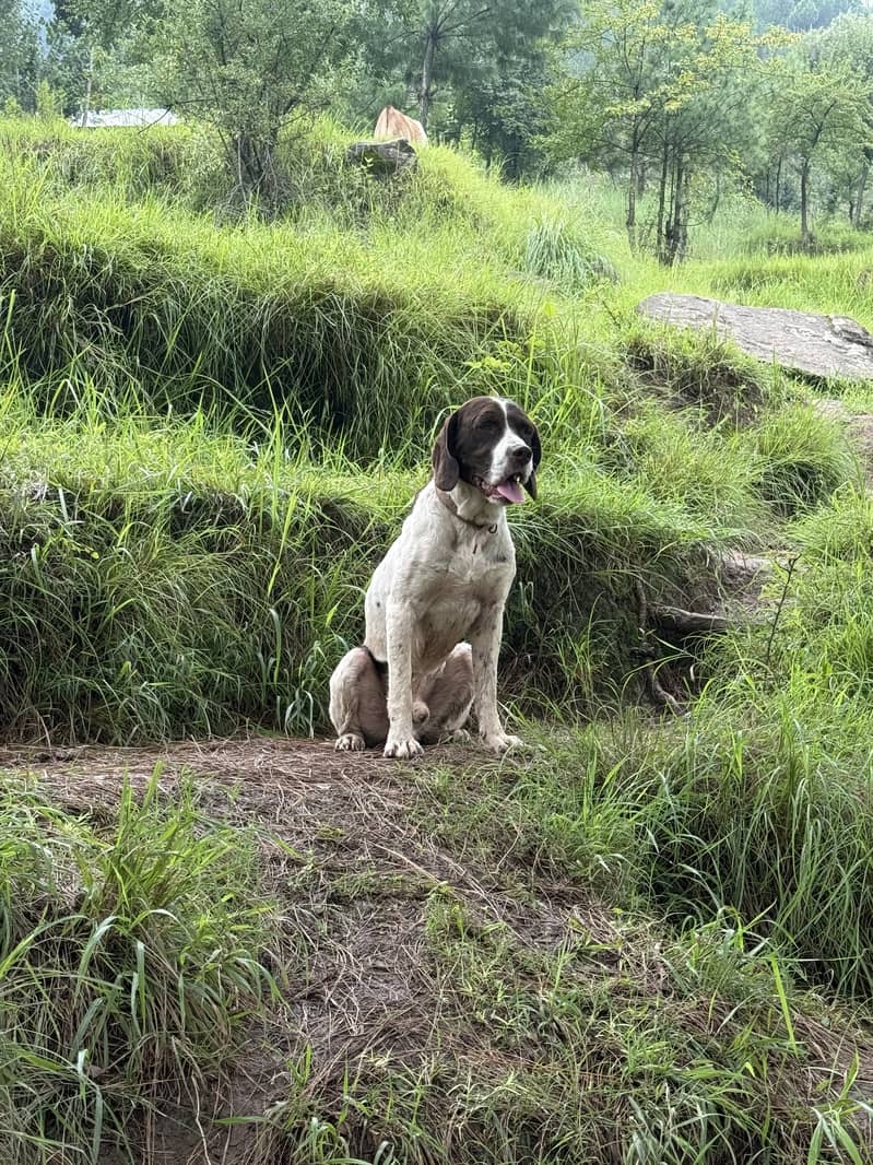 Pointer 0