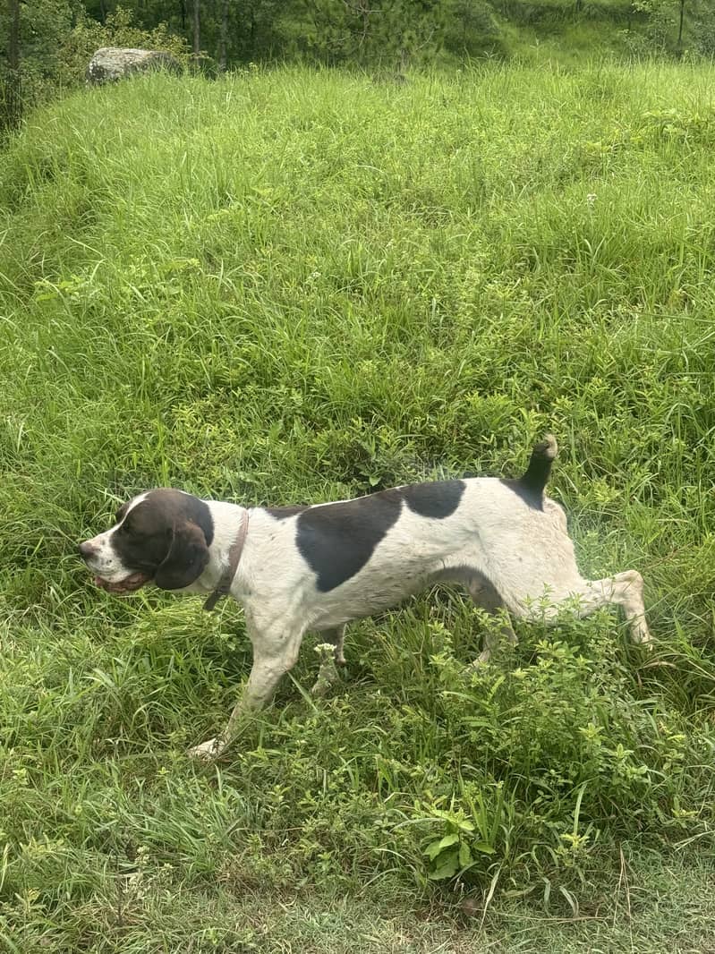 Pointer 1