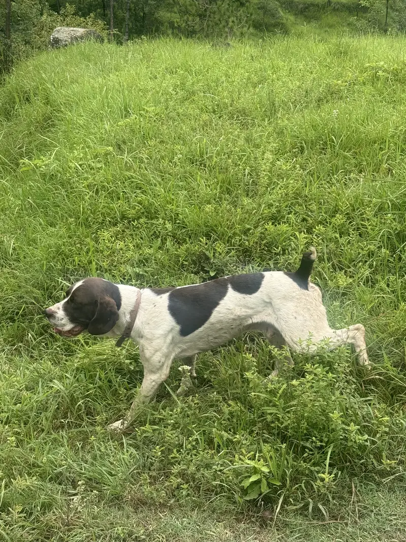 Pointer — photo 2