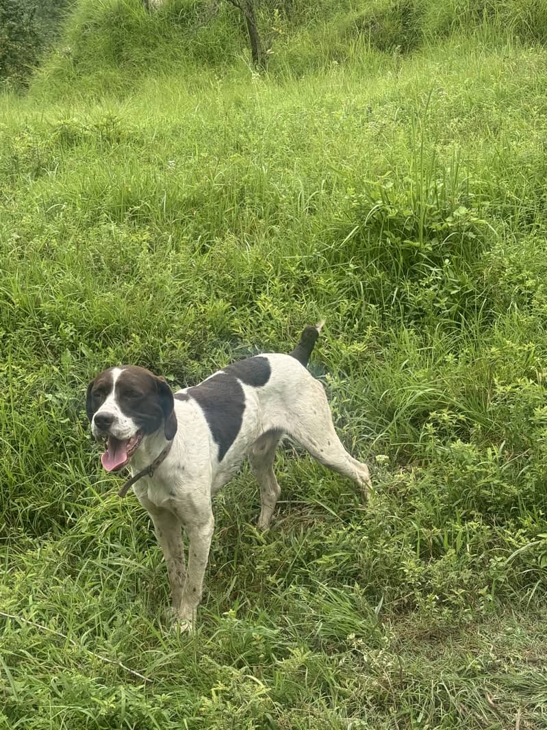 Pointer 2