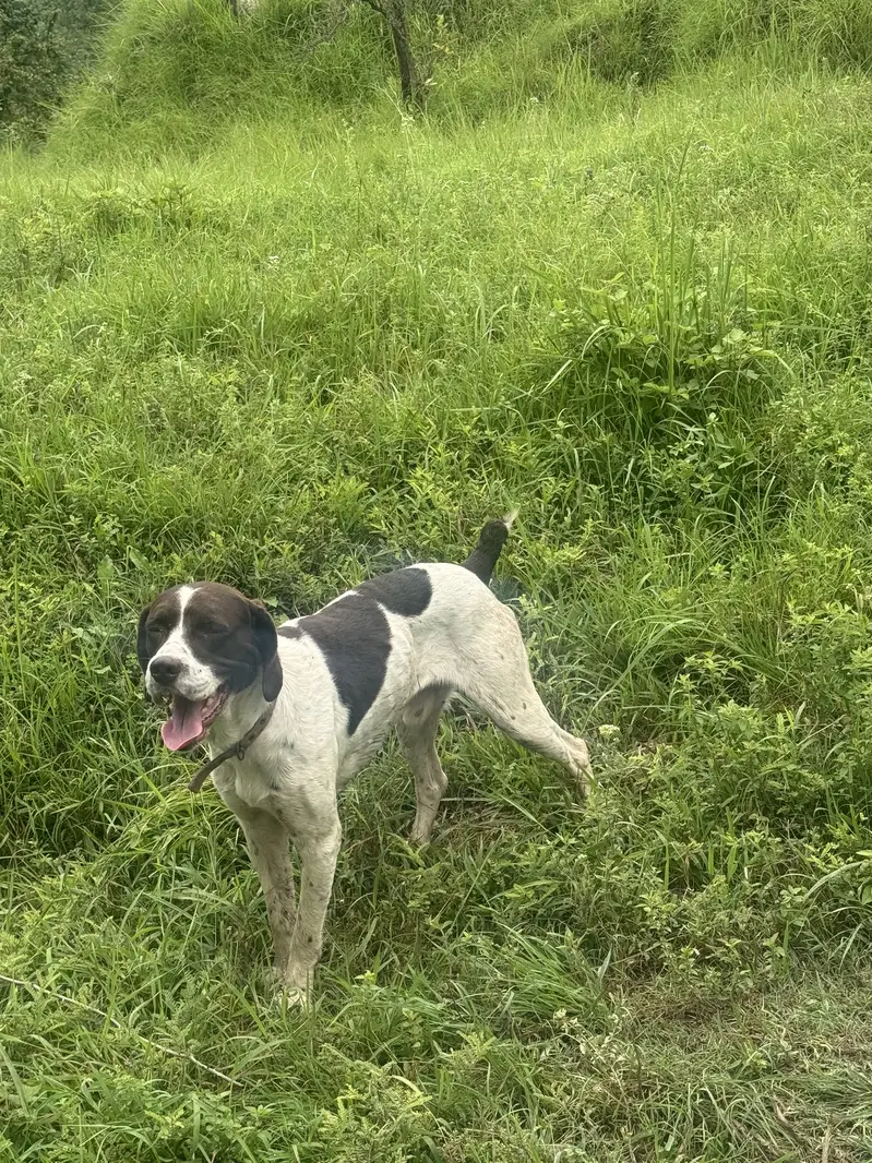 Pointer — photo 3