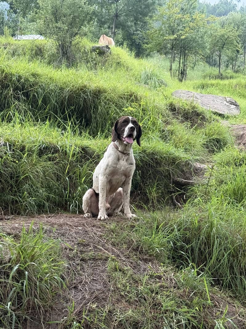 Pointer 3