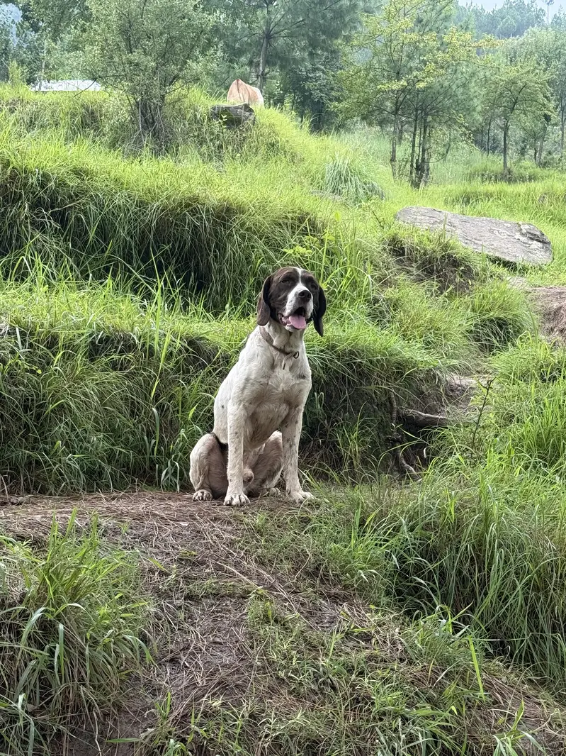 Pointer — photo 4