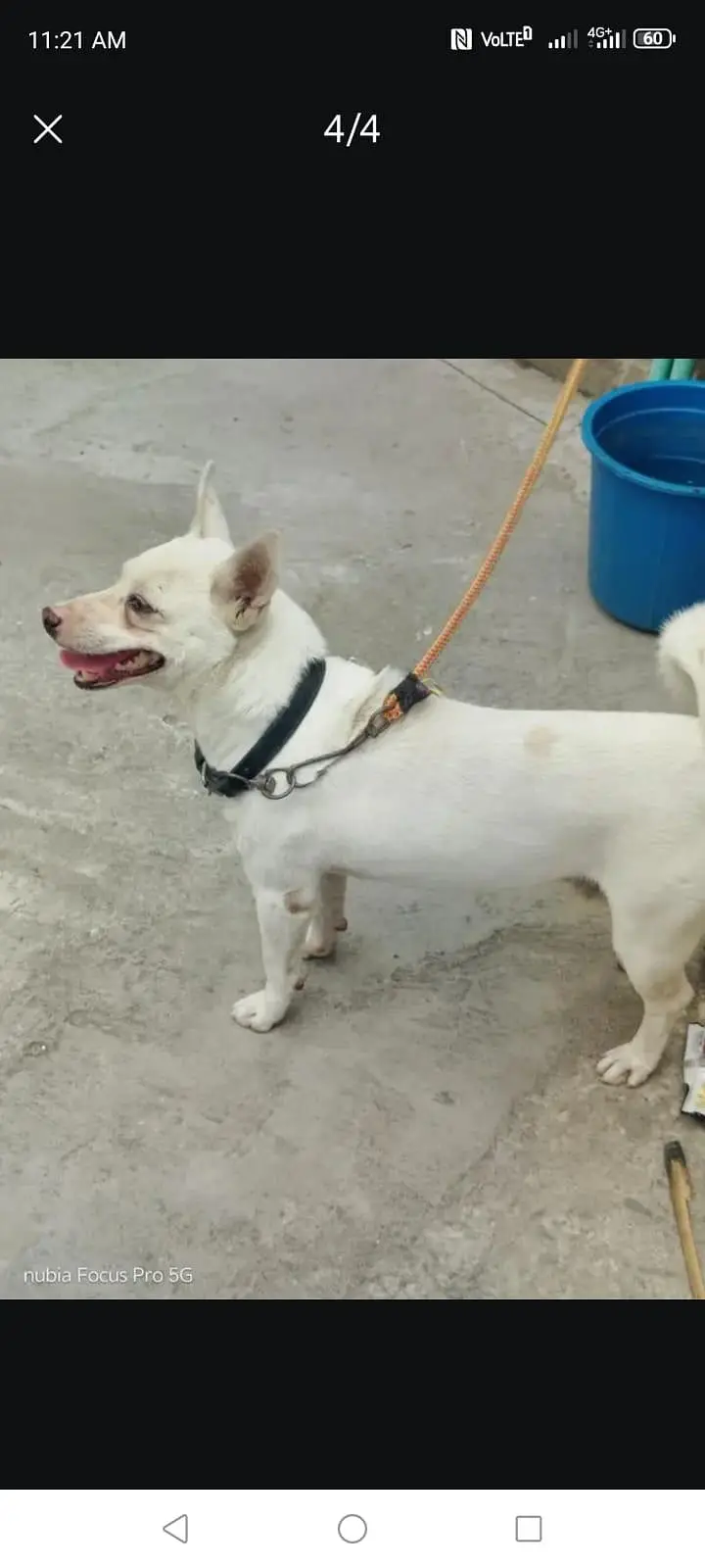 Russian dog for sale — photo 3