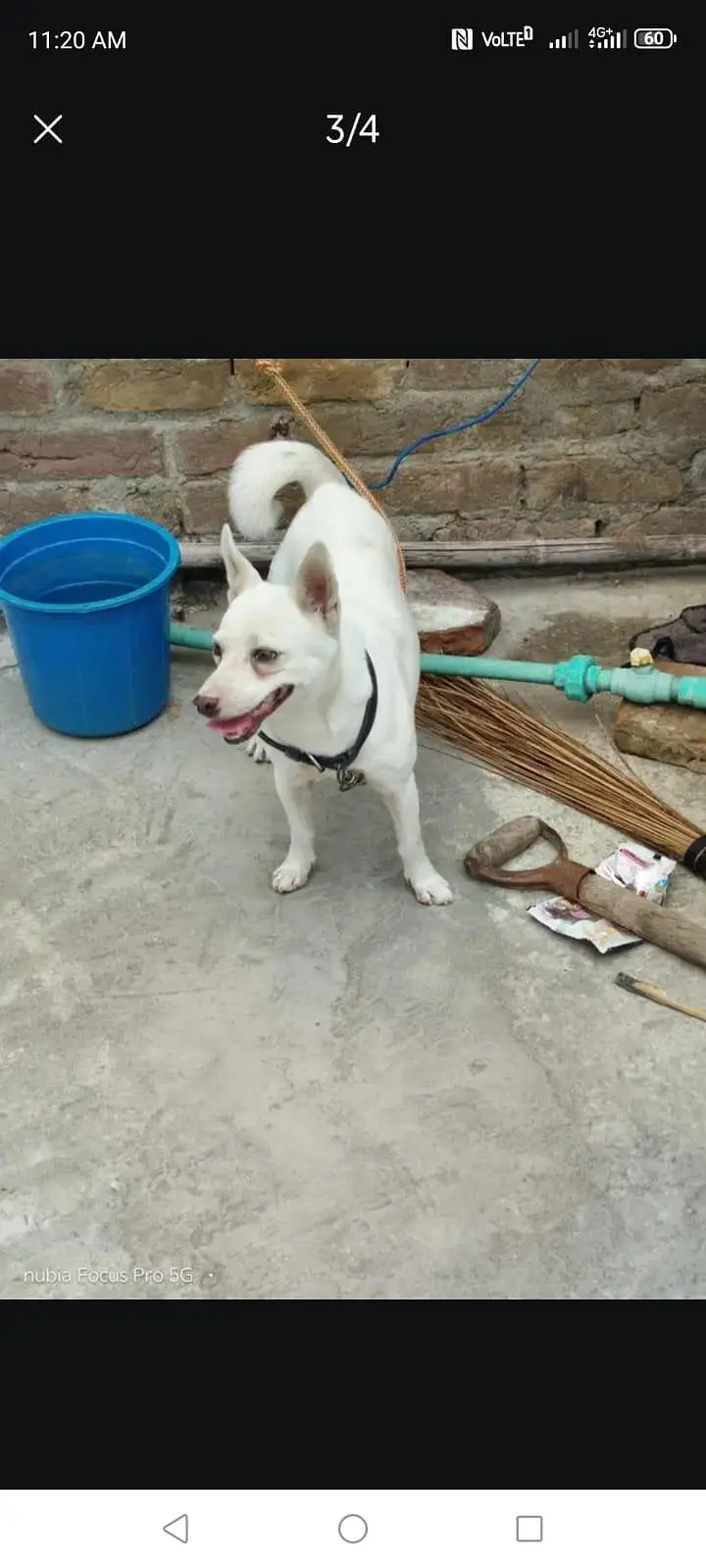 Russian dog for sale — photo 4