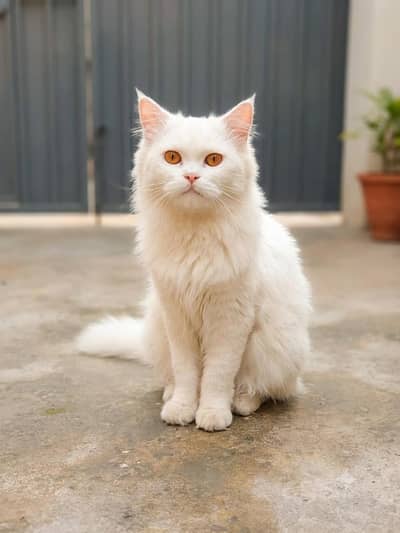Persian long hair cat