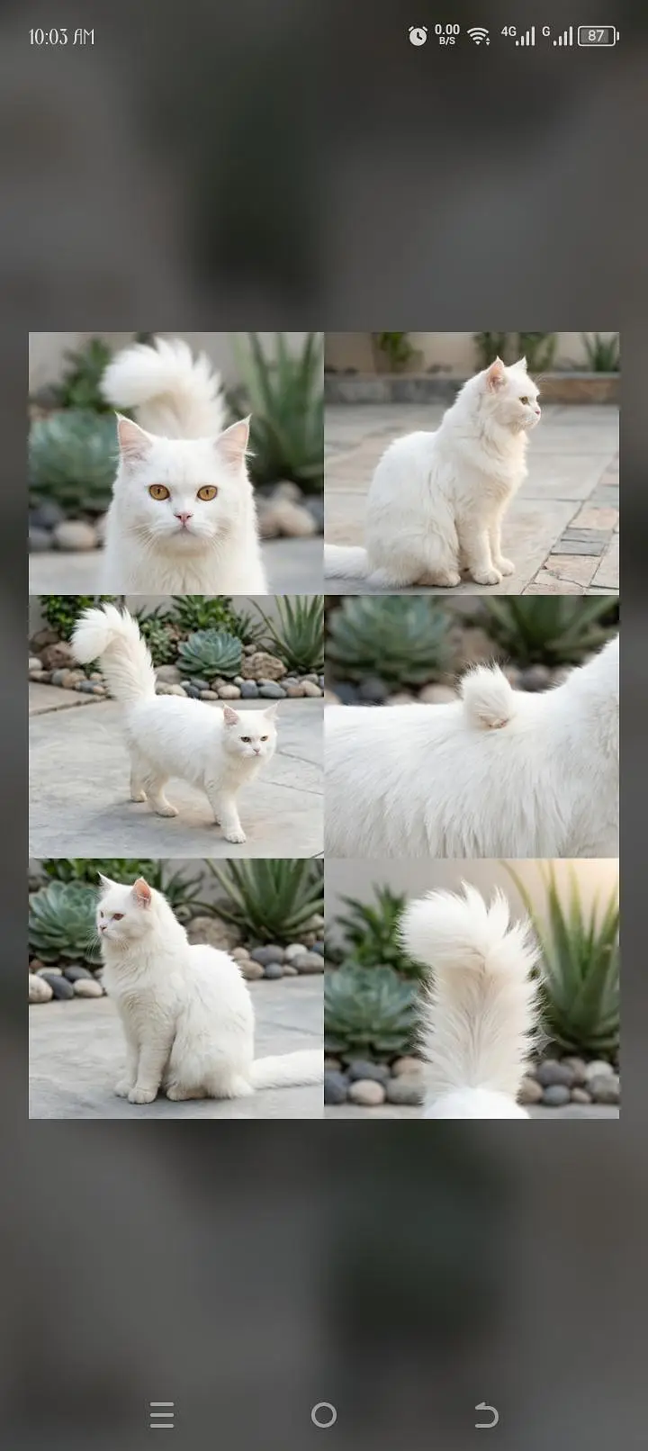 Persian long hair cat — photo 2