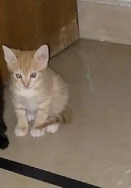 Orange tabby kitten — photo 2