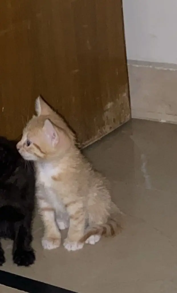 Orange tabby kitten — photo 3