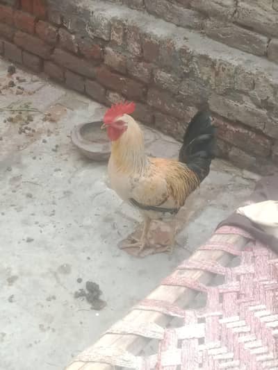 rostar morga and golden pathi b for sell hai