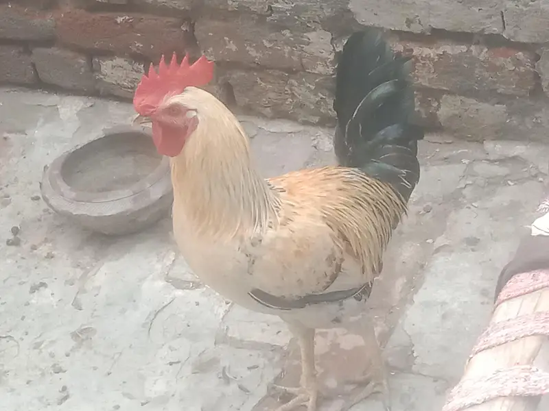 rostar morga and golden pathi b for sell hai — photo 2