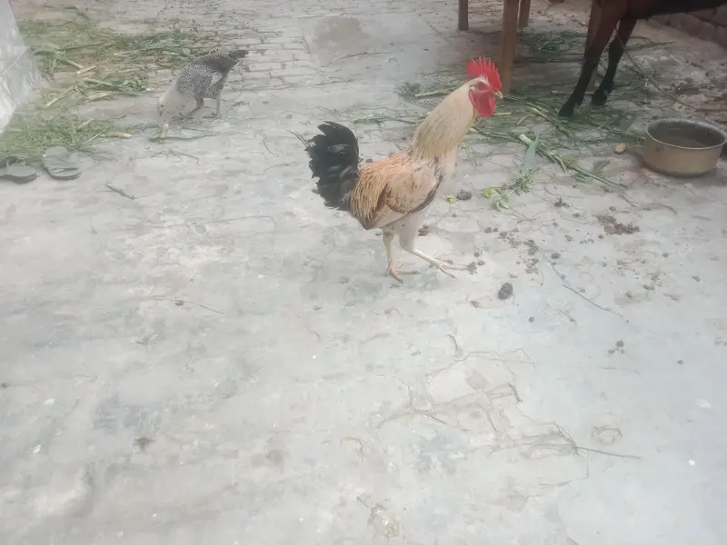 rostar morga and golden pathi b for sell hai — photo 3