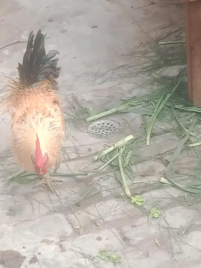 rostar morga and golden pathi b for sell hai — photo 5
