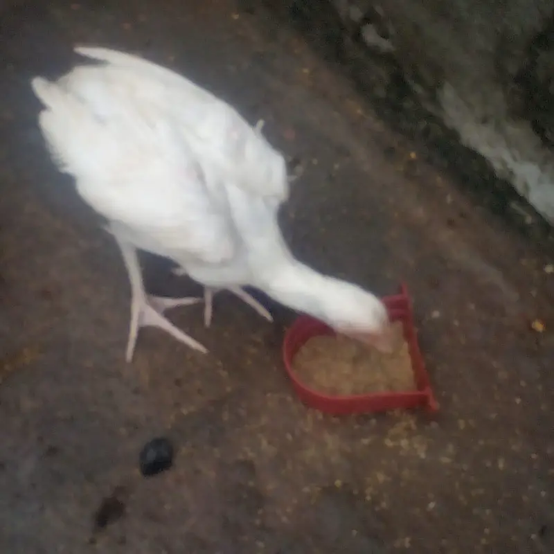 High Quality Heera Aseel — photo 2