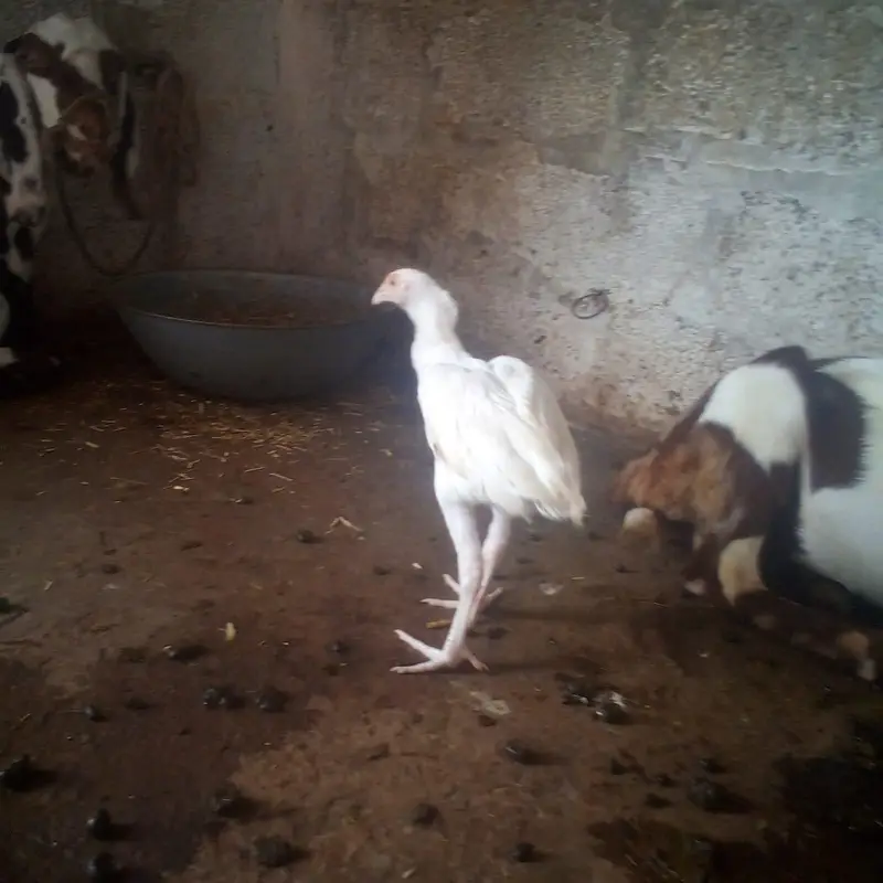 High Quality Heera Aseel — photo 10