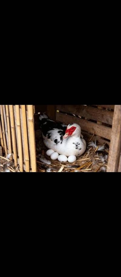 heera and Muscovy eggs