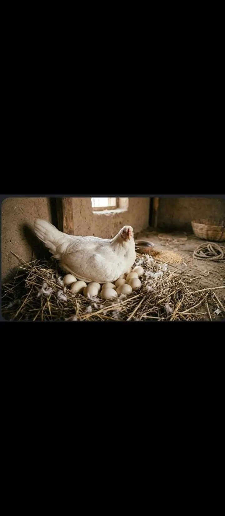 heera and Muscovy eggs — photo 2