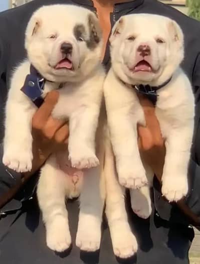 Alabai dabal hadi Havey bone structure for sale security dog
