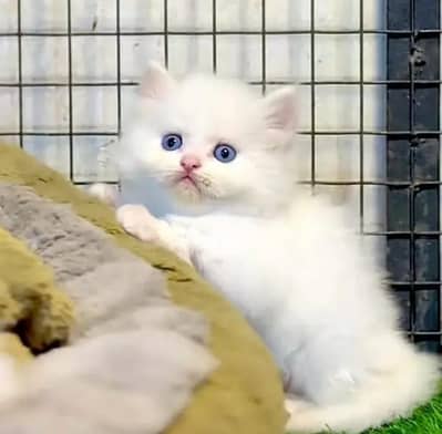 (Persian female kitten) (for sale all) (Pakistan delivery available)
