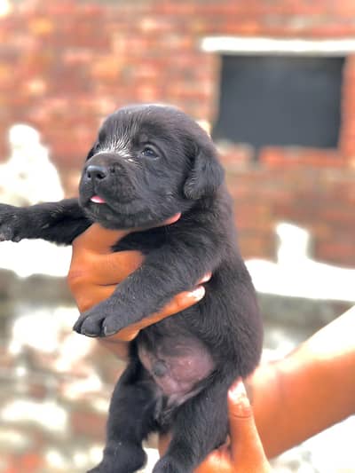 Labrador male puppy for sale 03245758586