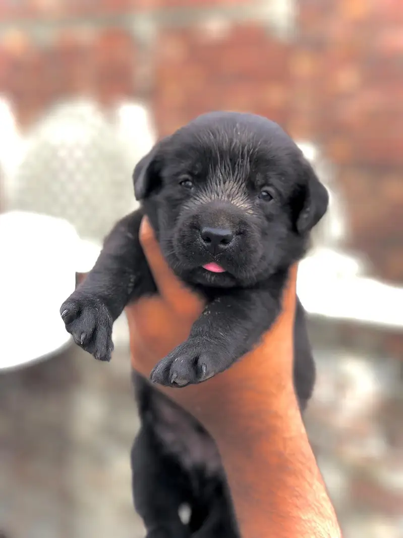 Labrador male puppy for sale 03245758586 — photo 2