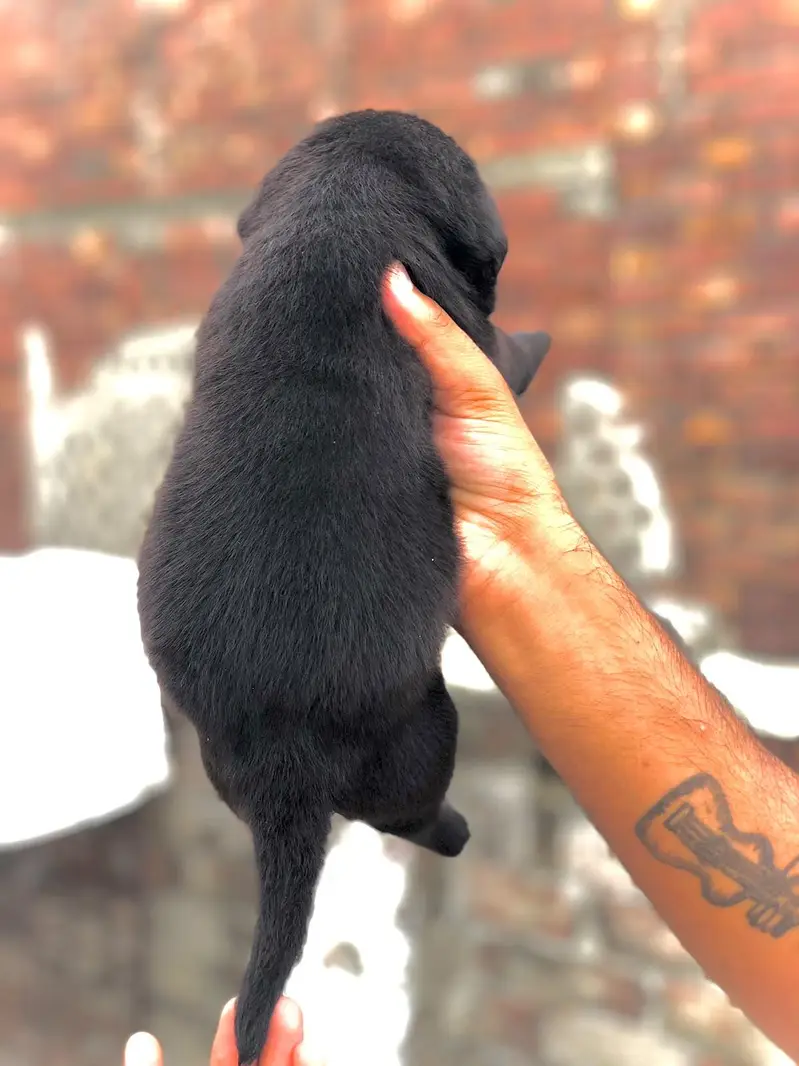 Labrador male puppy for sale 03245758586 — photo 3
