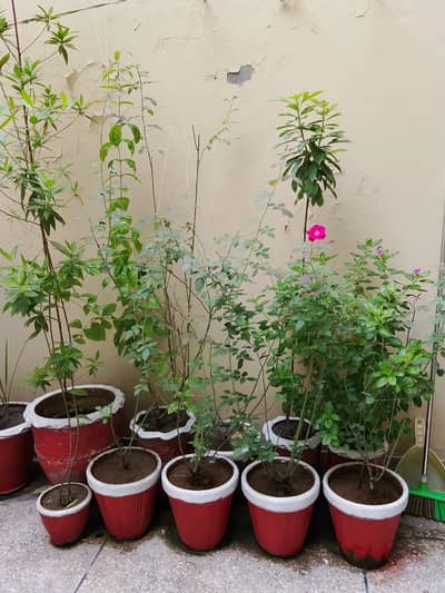 Plants for sale