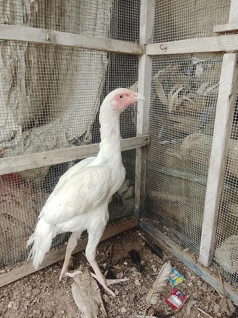 Heera Aseel male — photo 2