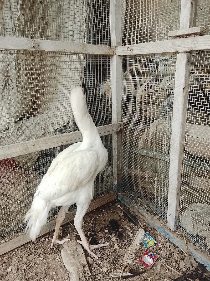 Heera Aseel male — photo 3