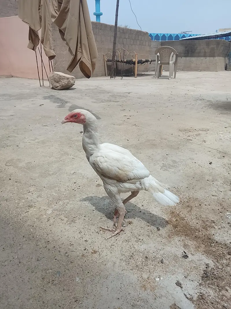 Heera Aseel male — photo 4