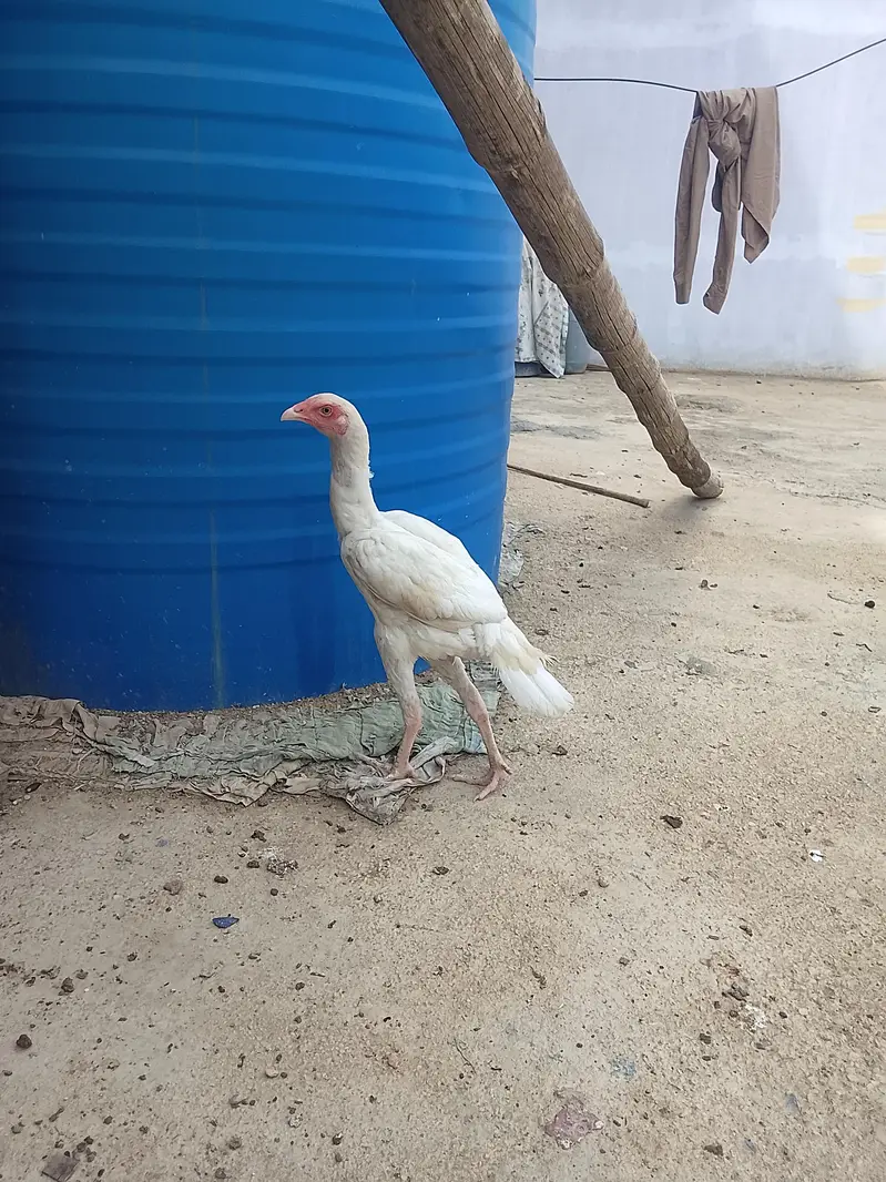 Heera Aseel male — photo 5