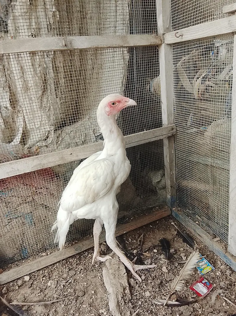 Heera Aseel male — photo 6