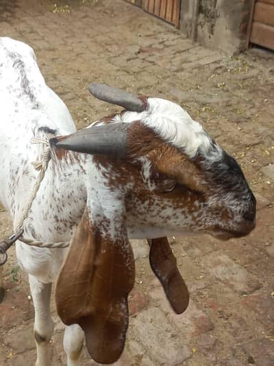 buht kubsurt bakra 03094037476