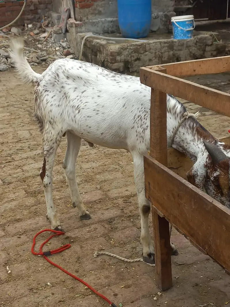 buht kubsurt bakra 03094037476 — photo 2