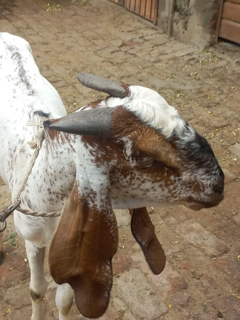 buht kubsurt bakra 03094037476 — photo 3
