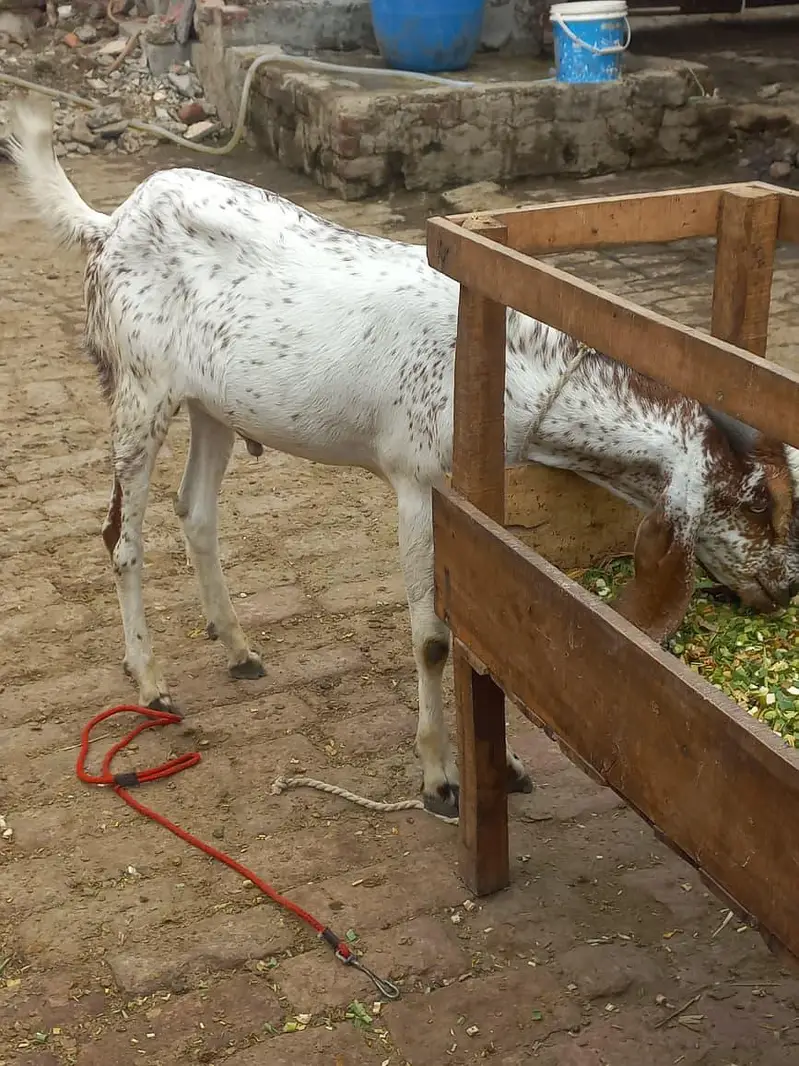 buht kubsurt bakra 03094037476 — photo 4