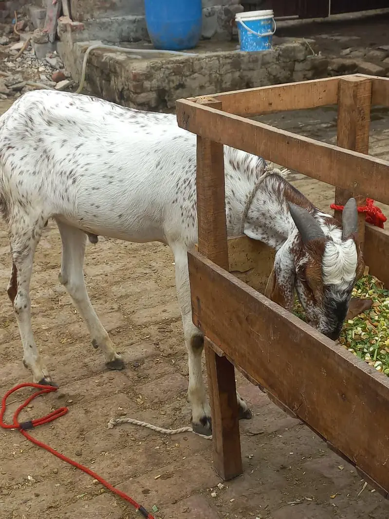 buht kubsurt bakra 03094037476 — photo 5