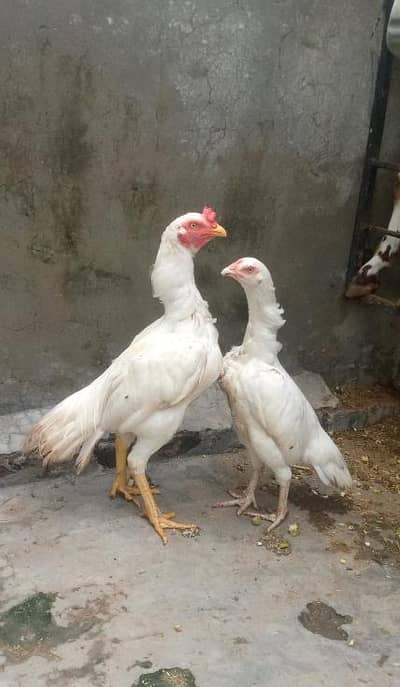paper white aseel pair