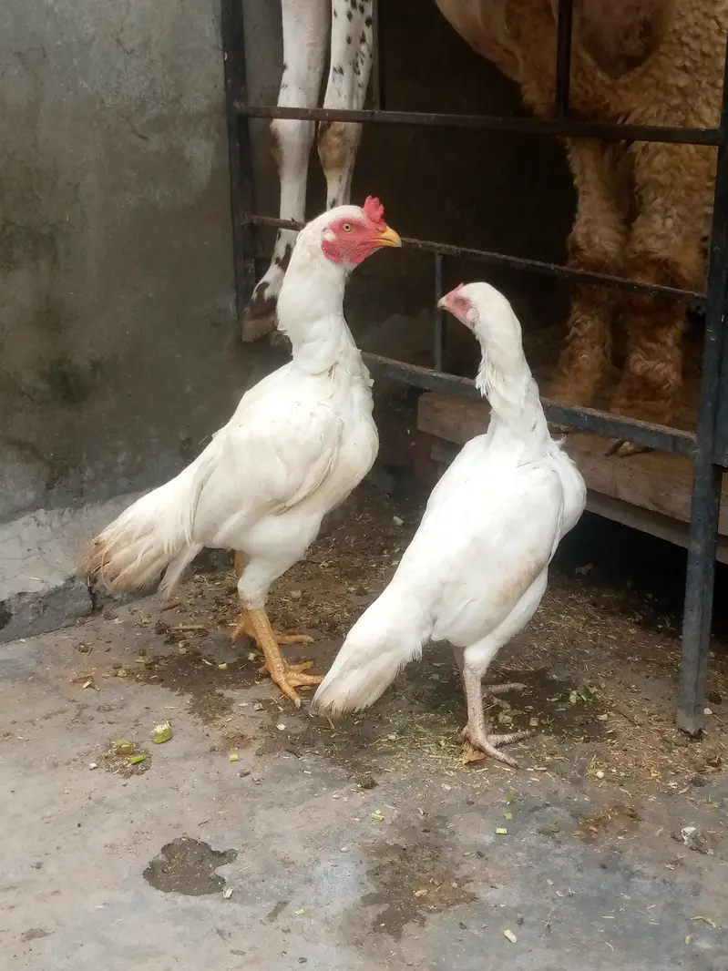 paper white aseel pair — photo 2