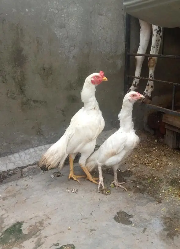 paper white aseel pair — photo 3