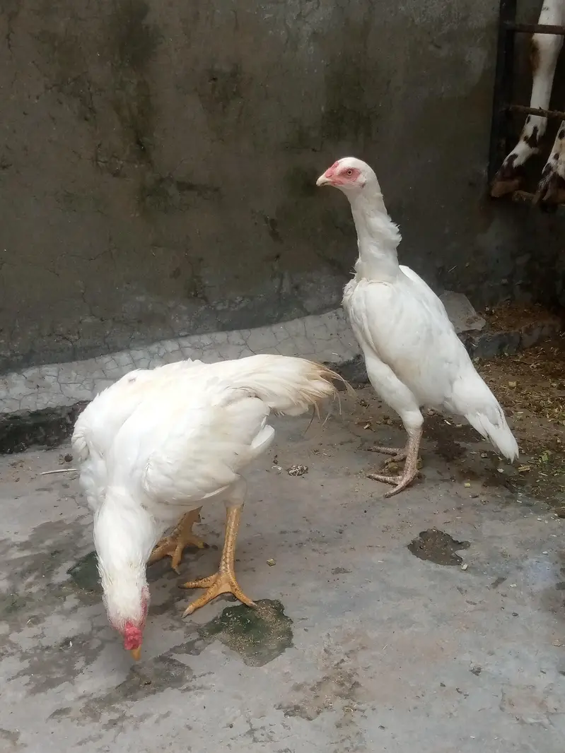 paper white aseel pair — photo 4