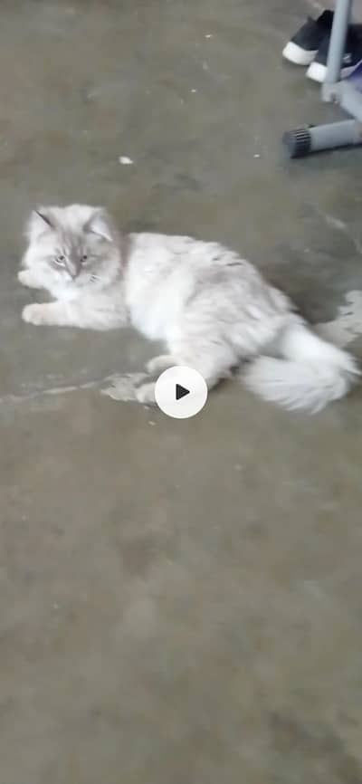 Birman cat for sale