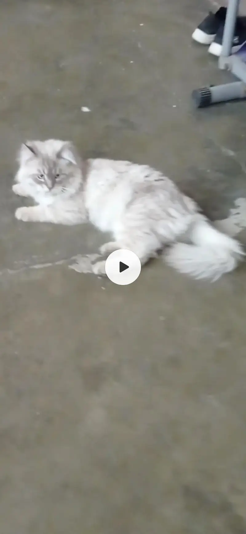 Birman cat for sale