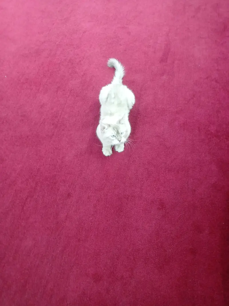Birman cat for sale — photo 2