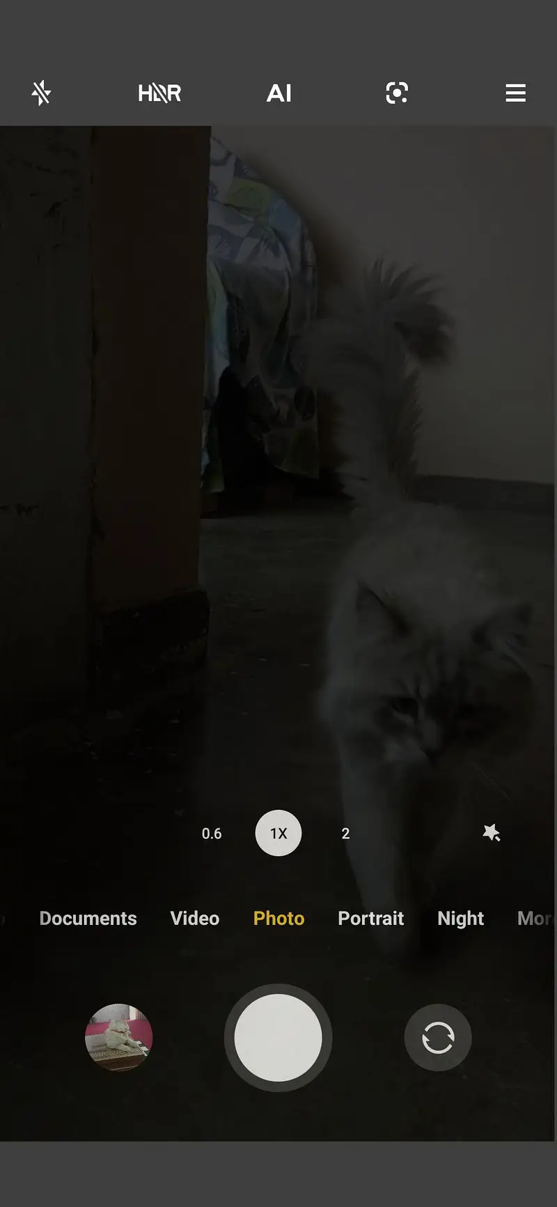 Birman cat for sale — photo 3