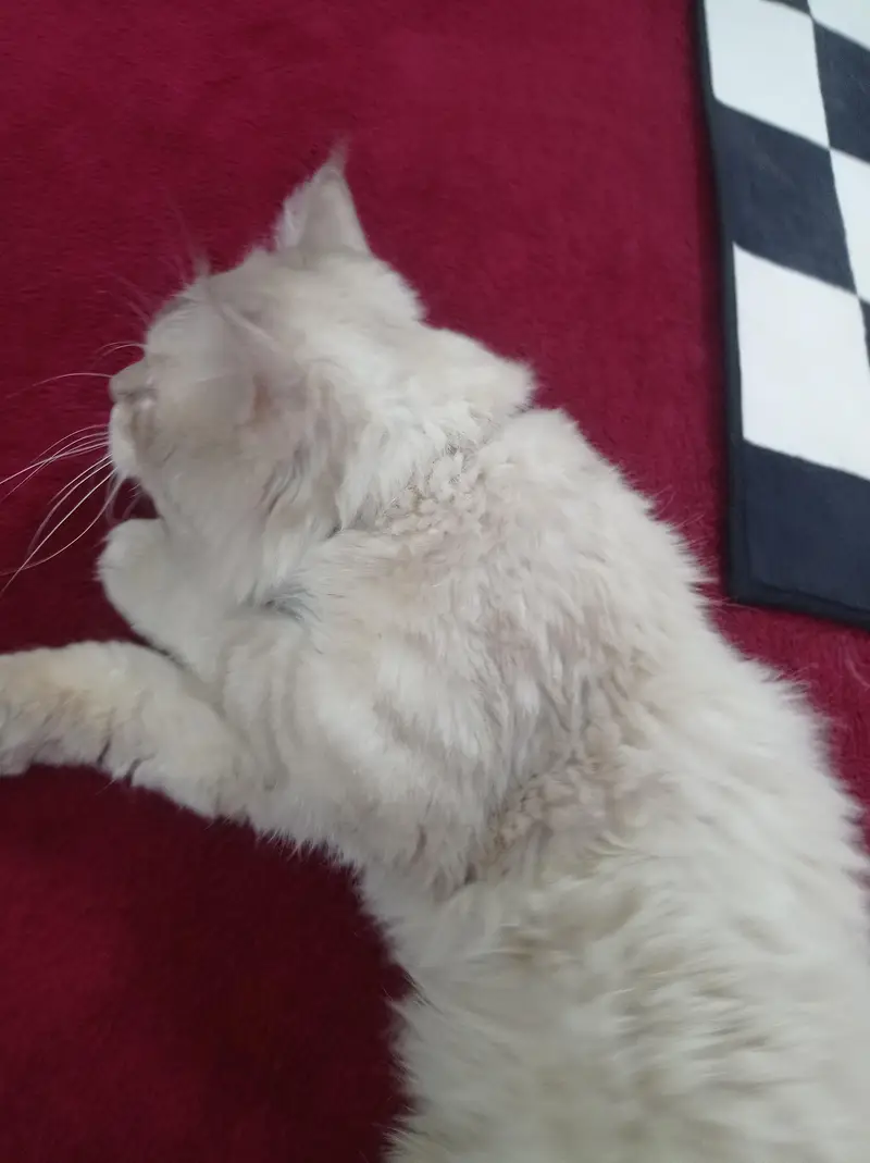 Birman cat for sale — photo 4
