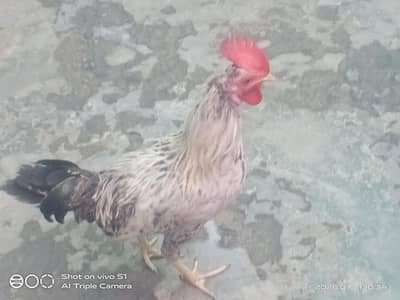 2 male cook hens